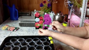 Сеем эустому и герань. (Рассказываю все подробно)