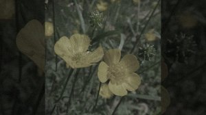 Луна – Лютики (slowed) TikTok