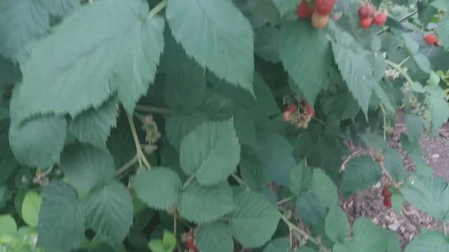 Малина Глен Ампл (2020г. без теневой сетки, сетка 50 и 75) смотреть онлайн