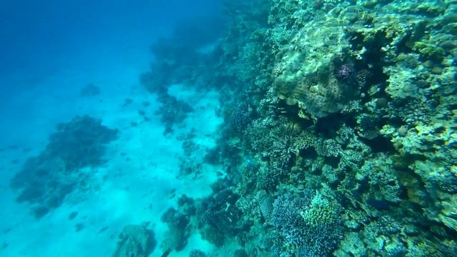 Самый опасный пляж в Египте 2020 с красивым коралловым рифом. Albatros Aqua Blu 4*. Отдых Египте смотреть онлайн