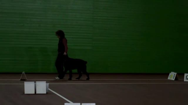 Антипова Марина и ризеншнауцер Гаммураби Горгона РО1 смотреть онлайн