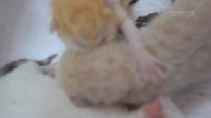 Как спасать брошенных котят