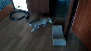 Как кошка играет с мышью