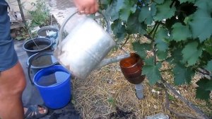 Подкормка + полив винограда после цветения
