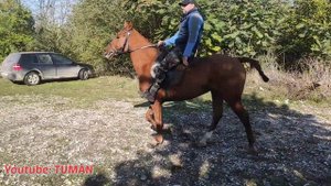 Чечня Рынок Лошадей, В Урус-мартане Октябрь 23.