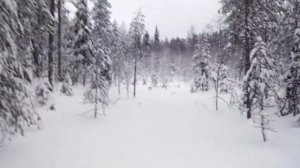 Лыжи дерево-пластиковые "Охотник" 185х15 ч2