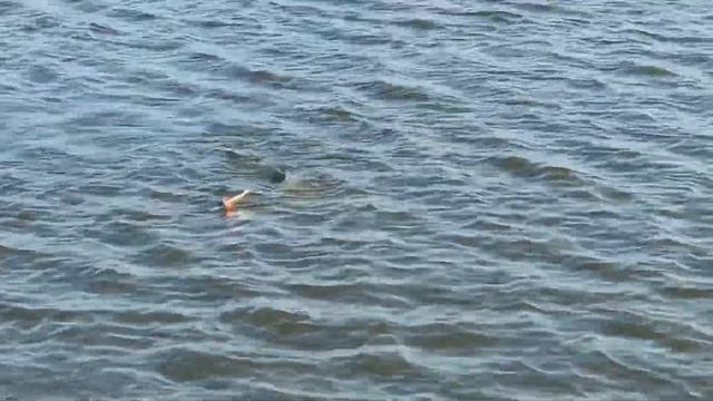 Чудо средство для ловли рыбы. Рыбалка Толстолоб Трофейный улов. Silver carp fishing смотреть онлайн