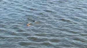 Чудо средство для ловли рыбы. Рыбалка Толстолоб Трофейный улов. Silver carp fishing