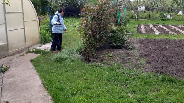 Розы все в бутонах! Тля не беда, справимся! смотреть онлайн