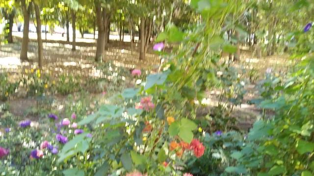 Придомовое озеленение с цветами🌺🌞🌼🌿🌈💐
