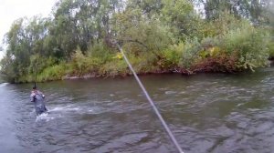 ловля хариуса по мутной воде 12.08.2020г.