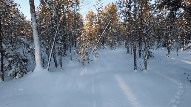 Поход в лес с батей. Новые лыжи Шатун. Добрые походы. смотреть онлайн