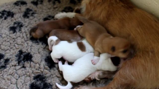 Podengo Português Pequeno puppies, 5 days old смотреть онлайн