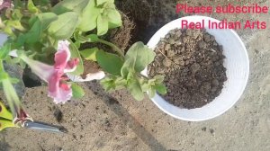 Petunia Plant!Grow Petunia!Petunia ka Paudha kaise lagaye!Petunia Flower Plant Repotting!PetuniaCar