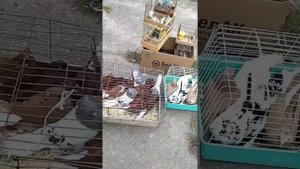 Птичий Рынок Голубей в Городе Волгограде 24.09.2022г,Pigeon Bird Market!!!