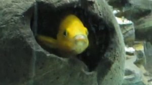 Лелеупи. Брачные игры пары Лелеупи. Neolamprologus Leleupi