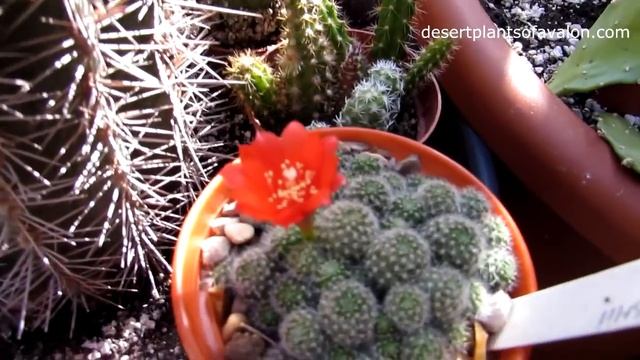 My Rebutia fabrishii Cactus Plant in beautiful flower смотреть онлайн