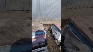 Кормление пчёлак  через кормушки стропам с мёдом