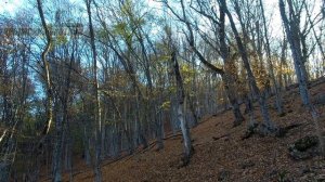 Замечательная охота на кабана в Крыму