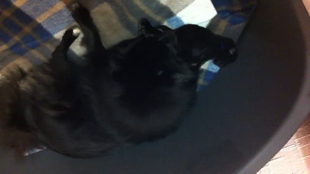 Puppies are asleep. Spitz takes care of puppies смотреть онлайн