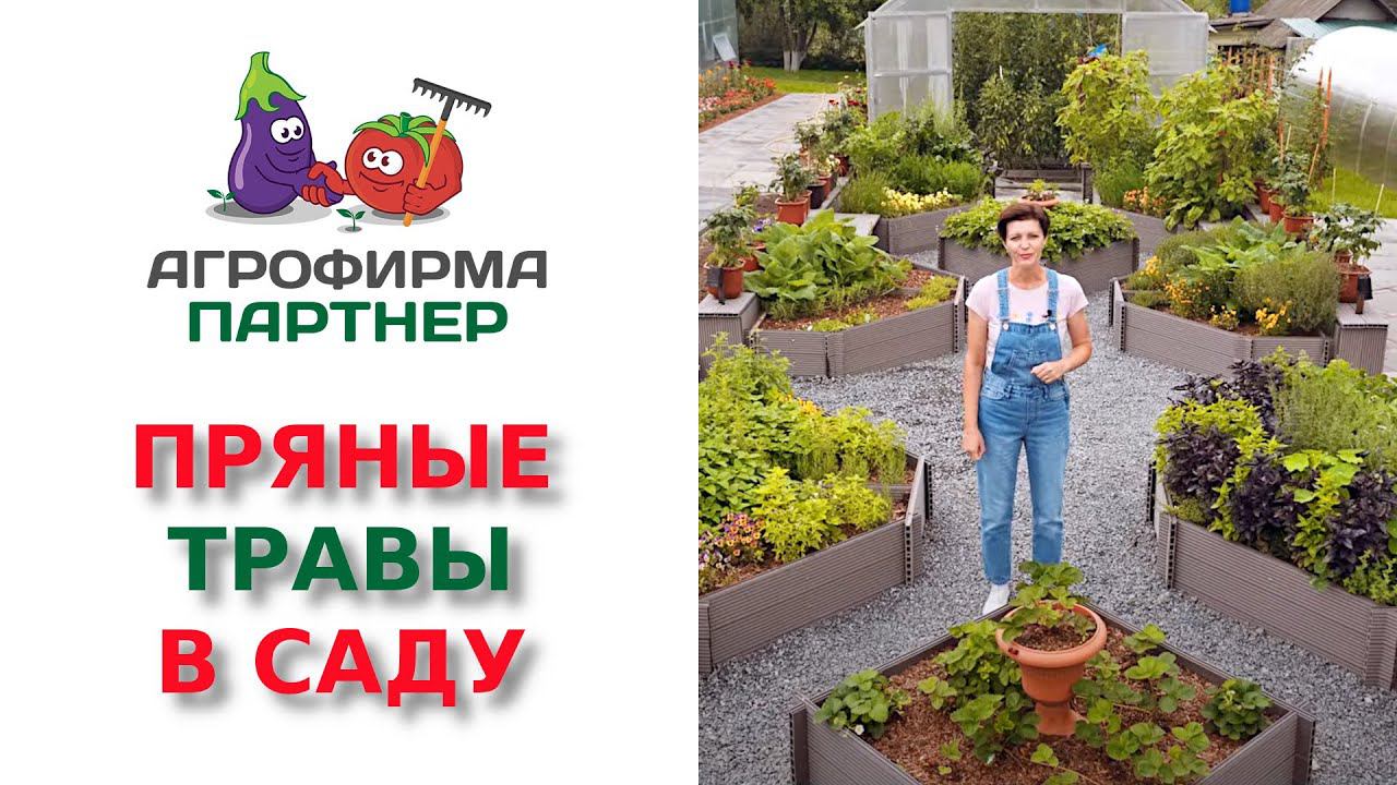 ПРЯНЫЕ ТРАВЫ В САДУ