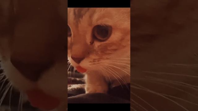 #котята #котики #котенок #котик #манчкин #кошка #кошки #виделивидео #смех #юмор #смешноевидео #кот смотреть онлайн