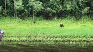 Тугалово…ссоры Иртыша-медведь 🐻