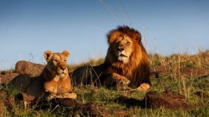 Животные саванны