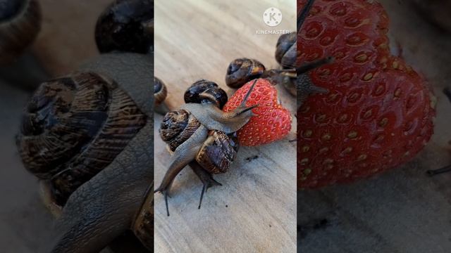 Улитки на садовом участке