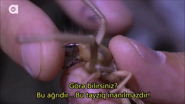 Özünü bövə dişlədən adam - Böv və ya Büvələr haqqında məlumat смотреть онлайн