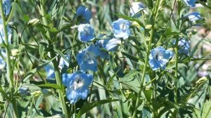 Новозеландский дельфиниум из семян и обычный 1 часть. Начало цветения.Размножение черенками.