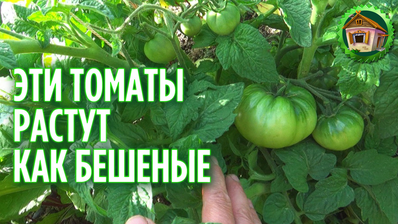 Огород в начале июля. Лучшие томаты. 222 серия смотреть онлайн