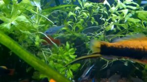 Купила двух рыбок - новые пристеллы