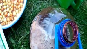 НЮАНСЫ ПОДГОТОВКИ ЛУКА-СЕВКА К ПОСАДКЕ