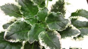 ФИТИЛЬНЫЙ полив УБИВАЕТ фиалки! Юлия Датта