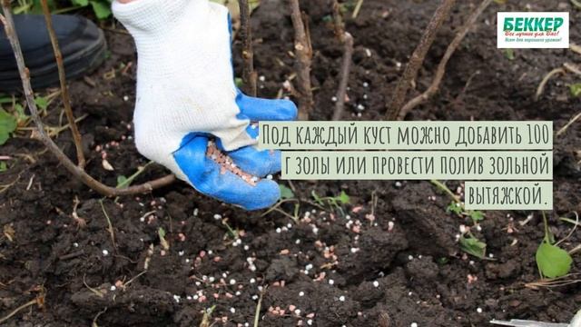 Уход за ягодными кустарниками осенью