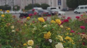 Кабардино-Балкария. Нальчик. Лето 2024 года. Sony A7Cii Kit Lens Slog3.