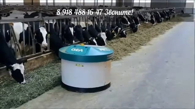 Корова, поедающая больше корма, даёт и больше молока. +7 918 488 16 47 Подталкиватель кормов GEA! смотреть онлайн