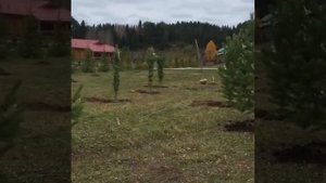 Посадка деревьев на участке загородного дома