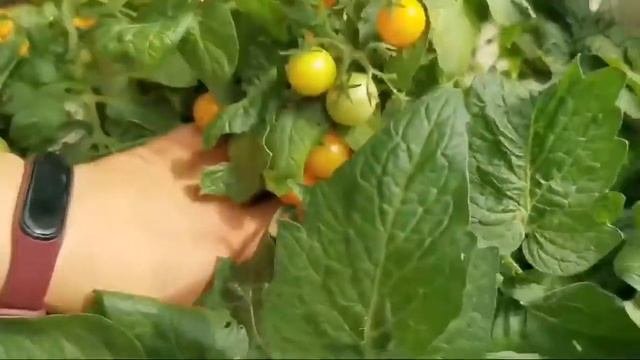 Томаты Байкальчики супер урожайные. Для начинающих огородников.
