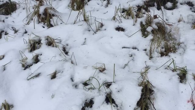 Вездеход "Шерп" в Ханты-Мансийске смотреть онлайн