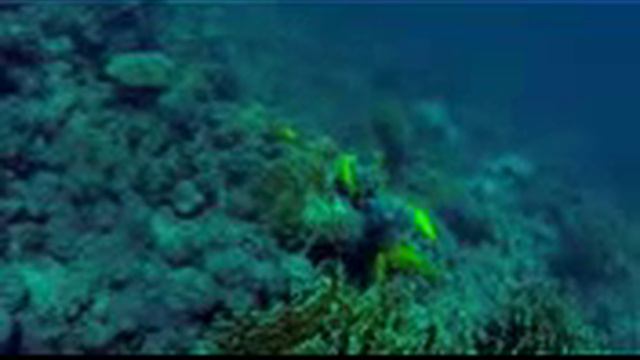 Инструкция 4  Данрейвен   Красное Море  Инструкция по изучению   дайвинг   diving