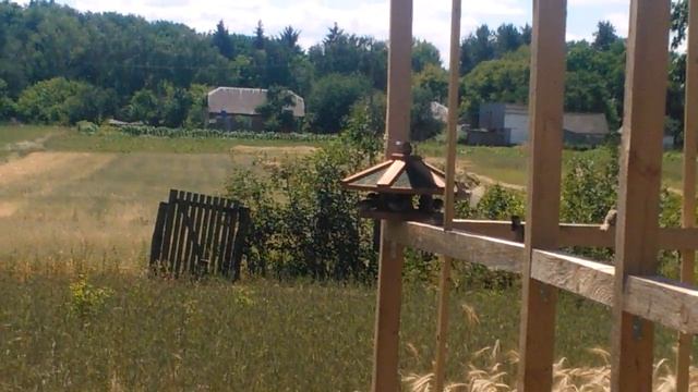 Из жизни воробьев! смотреть онлайн