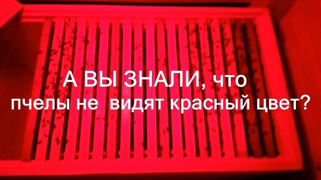 Пчелы не видят красный цвет. Улица красных фонарей :) смотреть онлайн