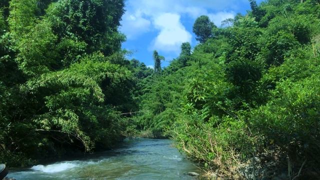 1часа Успокаивающий звук ручья.Лесной ручей,птичи песни, Звуки природы. Шум воды.Горный ручей.Релак смотреть онлайн