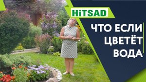 КАК ИЗБАВИТЬСЯ ОТ ЦВЕТЕНИЯ ВОДЫ Пруд на Даче Советы От Хитсад ТВ