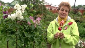 Сад непрерывного цветения. Часть 4 — июнь.