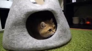 Хосико в домике из валяной шерсти Kotodoma