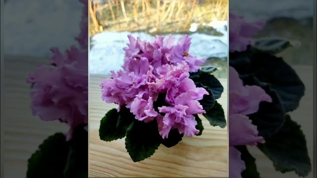 КРАСИВЫЕ ЦВЕТУЩИЕ ФИАЛКИ. смотреть онлайн