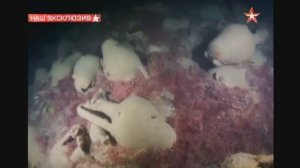 На дне черного моря в крыму обнаружен затонувший античный корабль